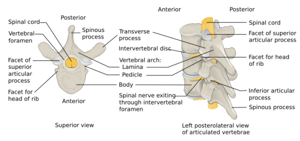 Isolated transverse process fracture - WikEM
